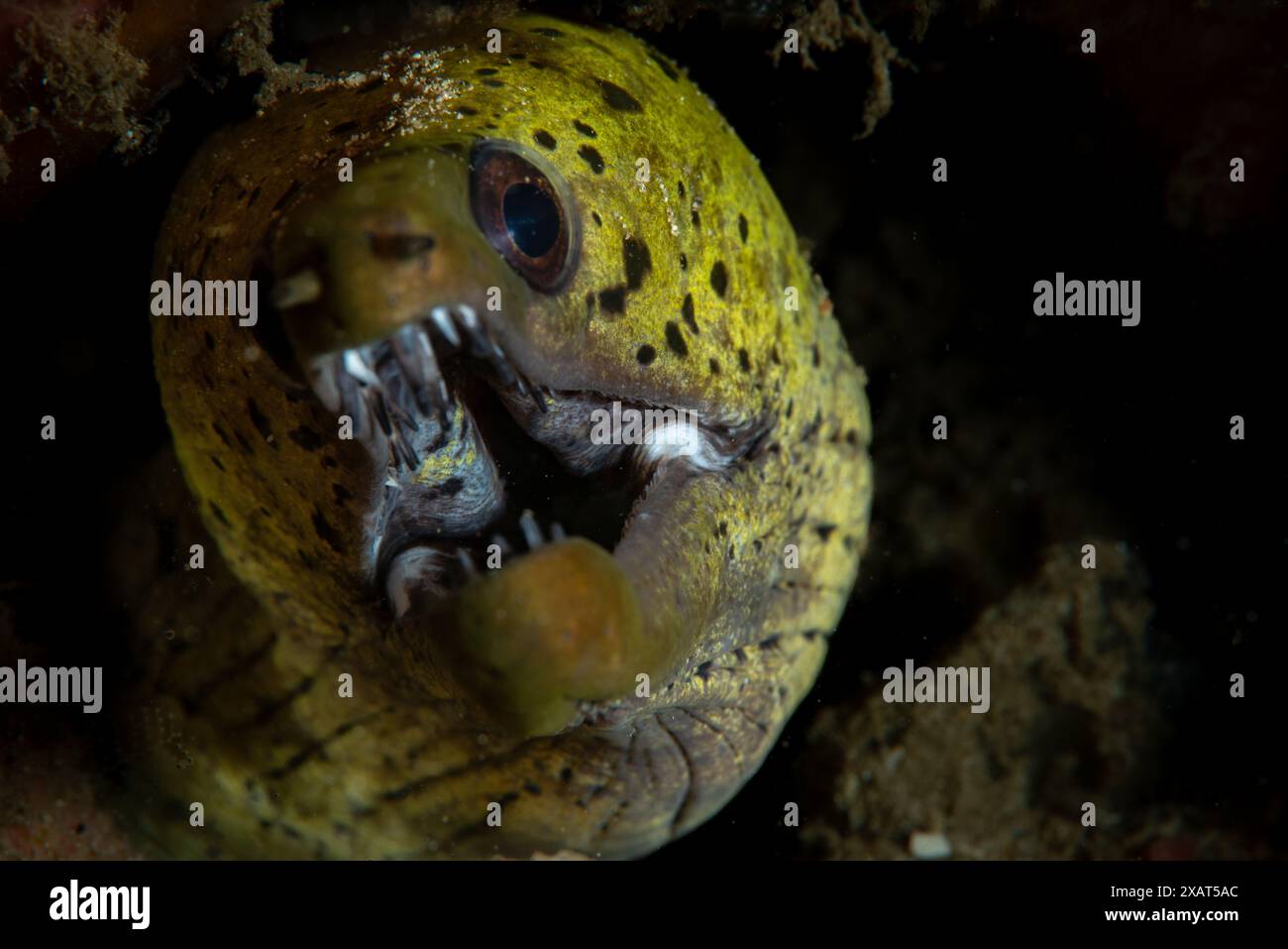 Macro Life - île de Bangka Banque D'Images