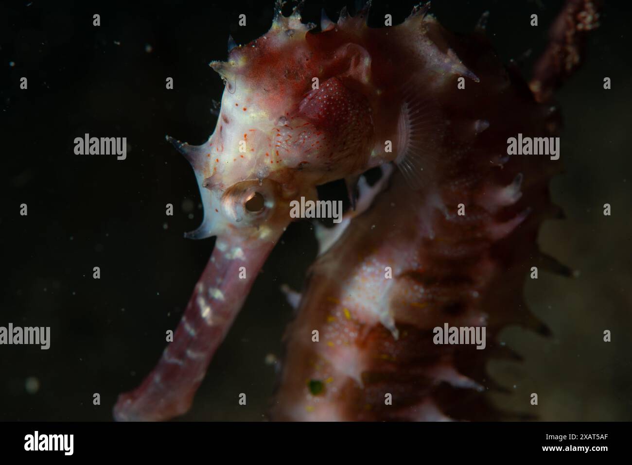 Macro Life - île de Bangka Banque D'Images