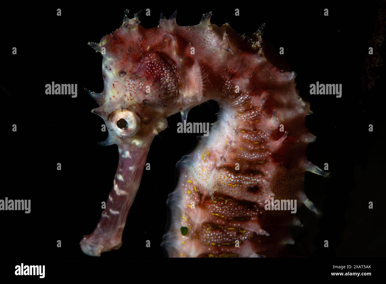 Macro Life - île de Bangka Banque D'Images