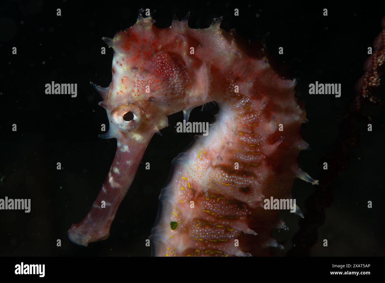 Macro Life - île de Bangka Banque D'Images