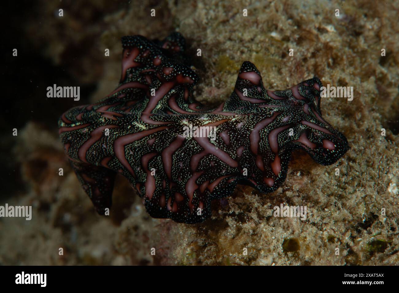 Macro Life - île de Bangka Banque D'Images