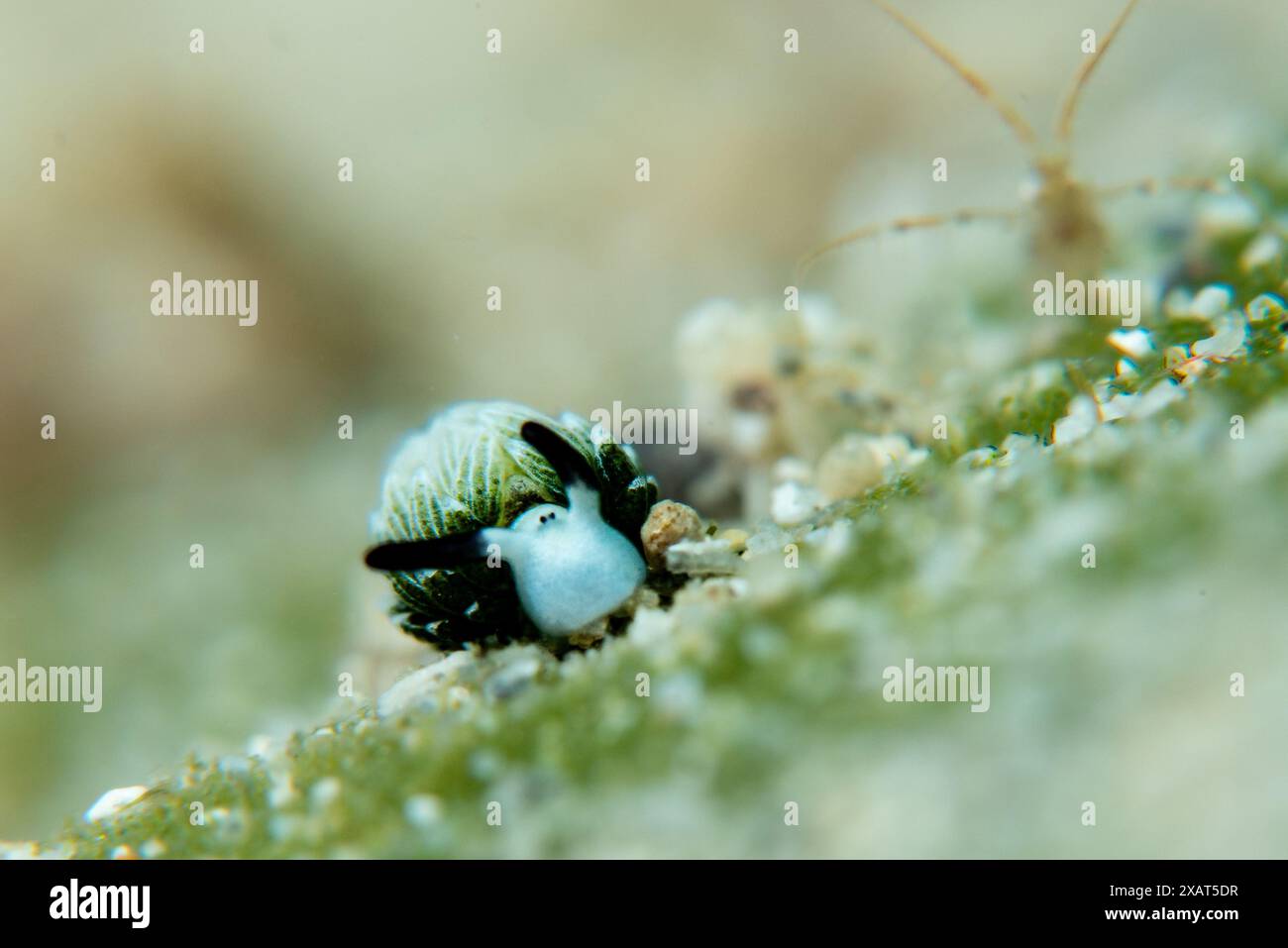 Macro Life - île de Bangka Banque D'Images