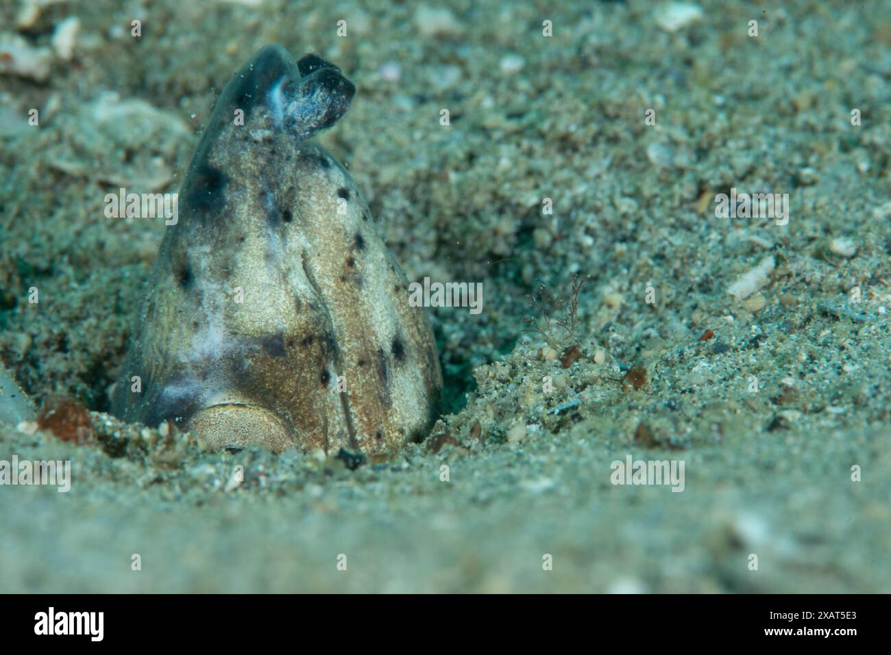 Macro Life - île de Bangka Banque D'Images