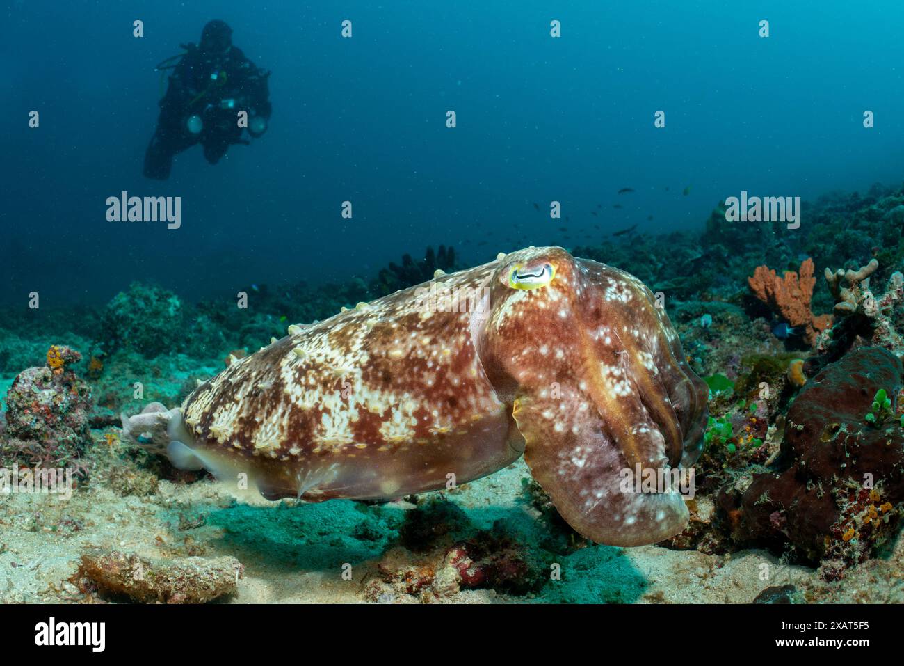 Reefscape - île de Bangka Banque D'Images