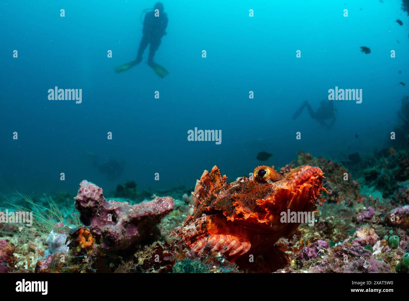 Reefscape - île de Bangka Banque D'Images