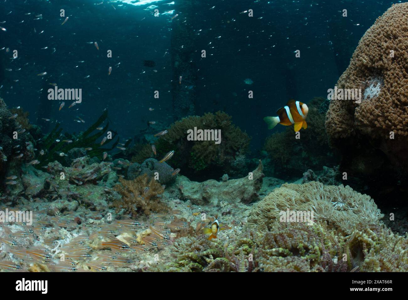 Reefscape - île de Bangka Banque D'Images