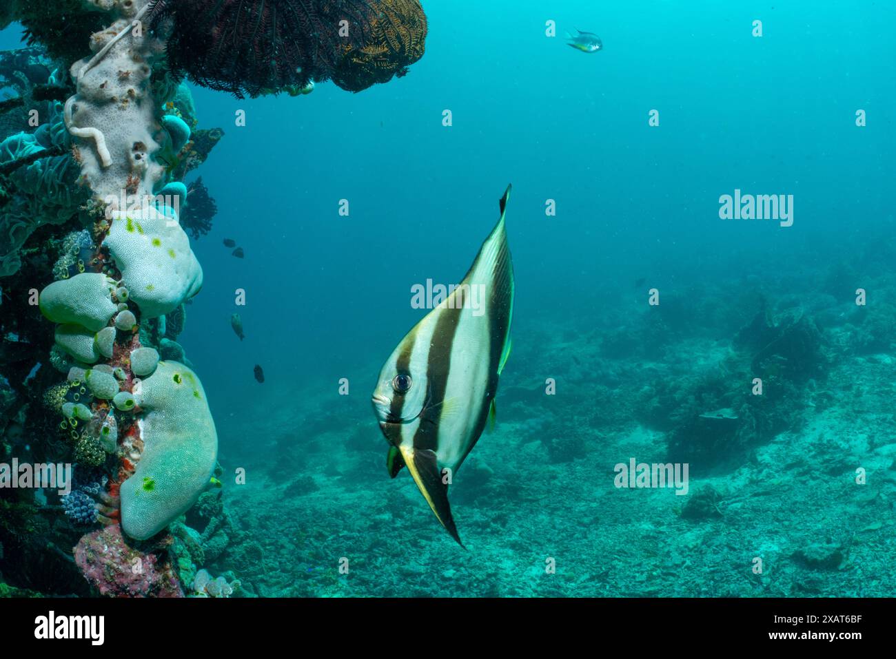 Reefscape - île de Bangka Banque D'Images