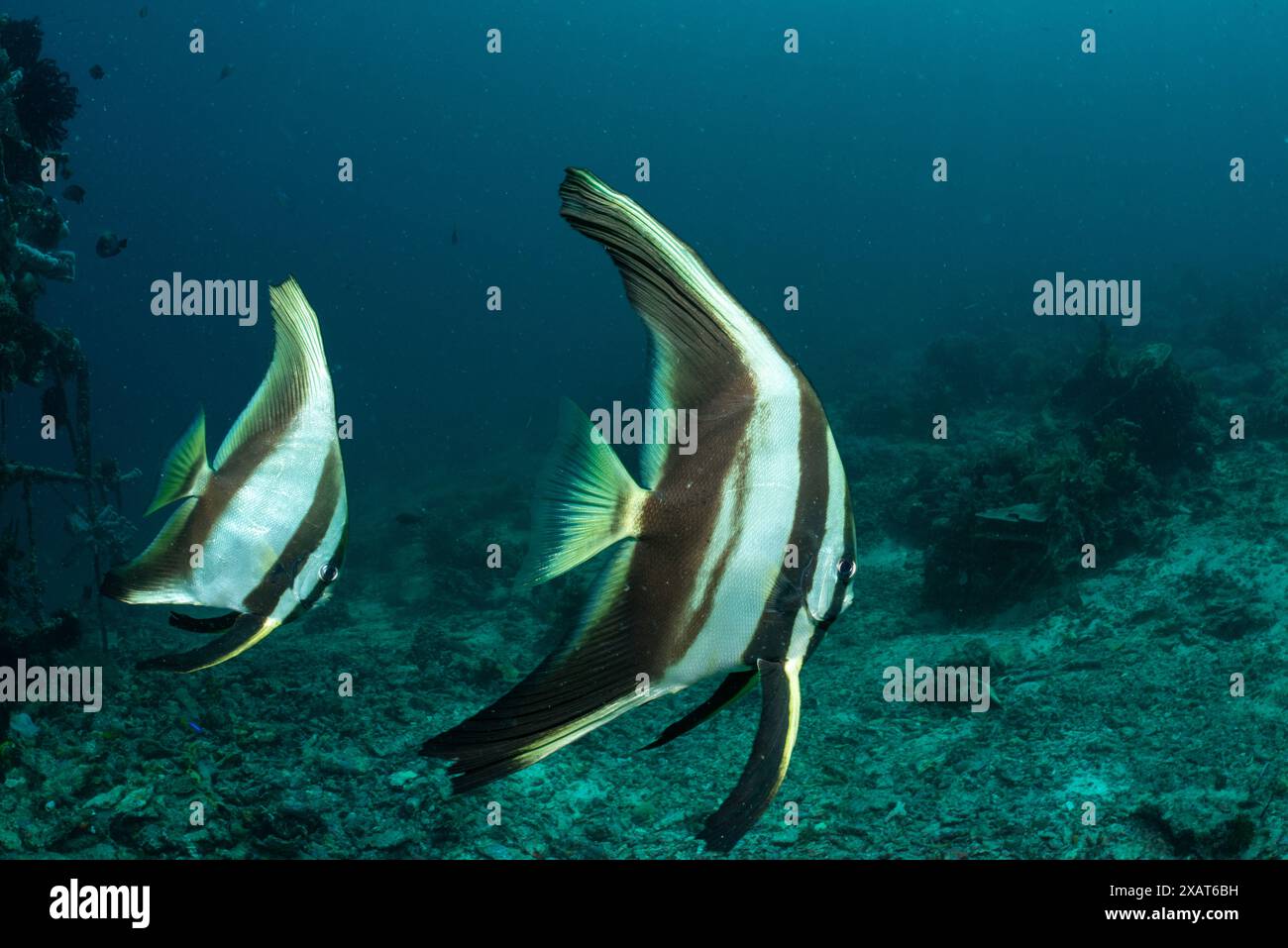 Reefscape - île de Bangka Banque D'Images