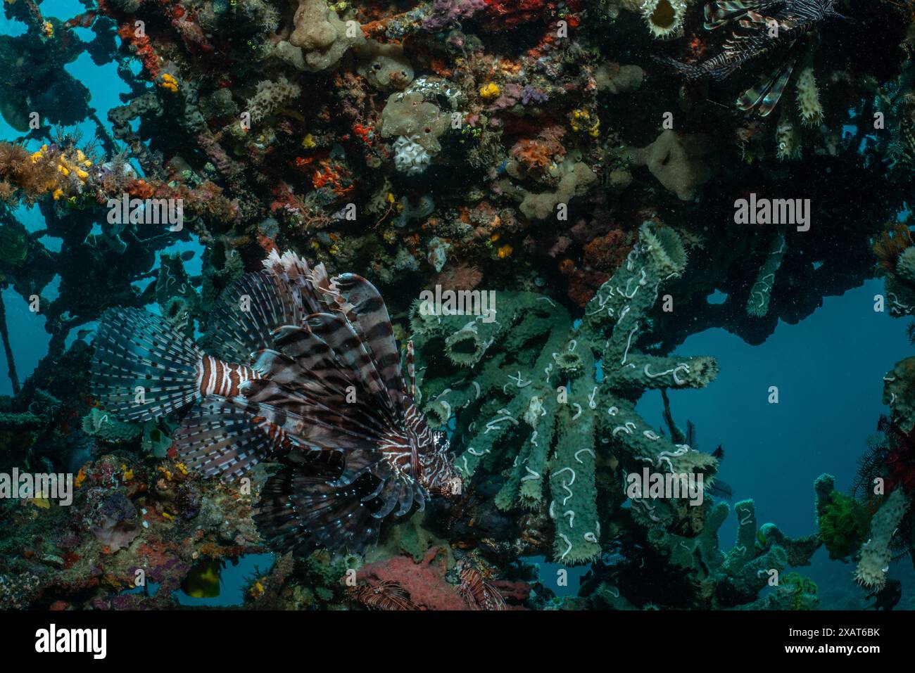 Reefscape - île de Bangka Banque D'Images