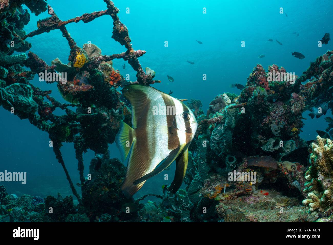 Reefscape - île de Bangka Banque D'Images