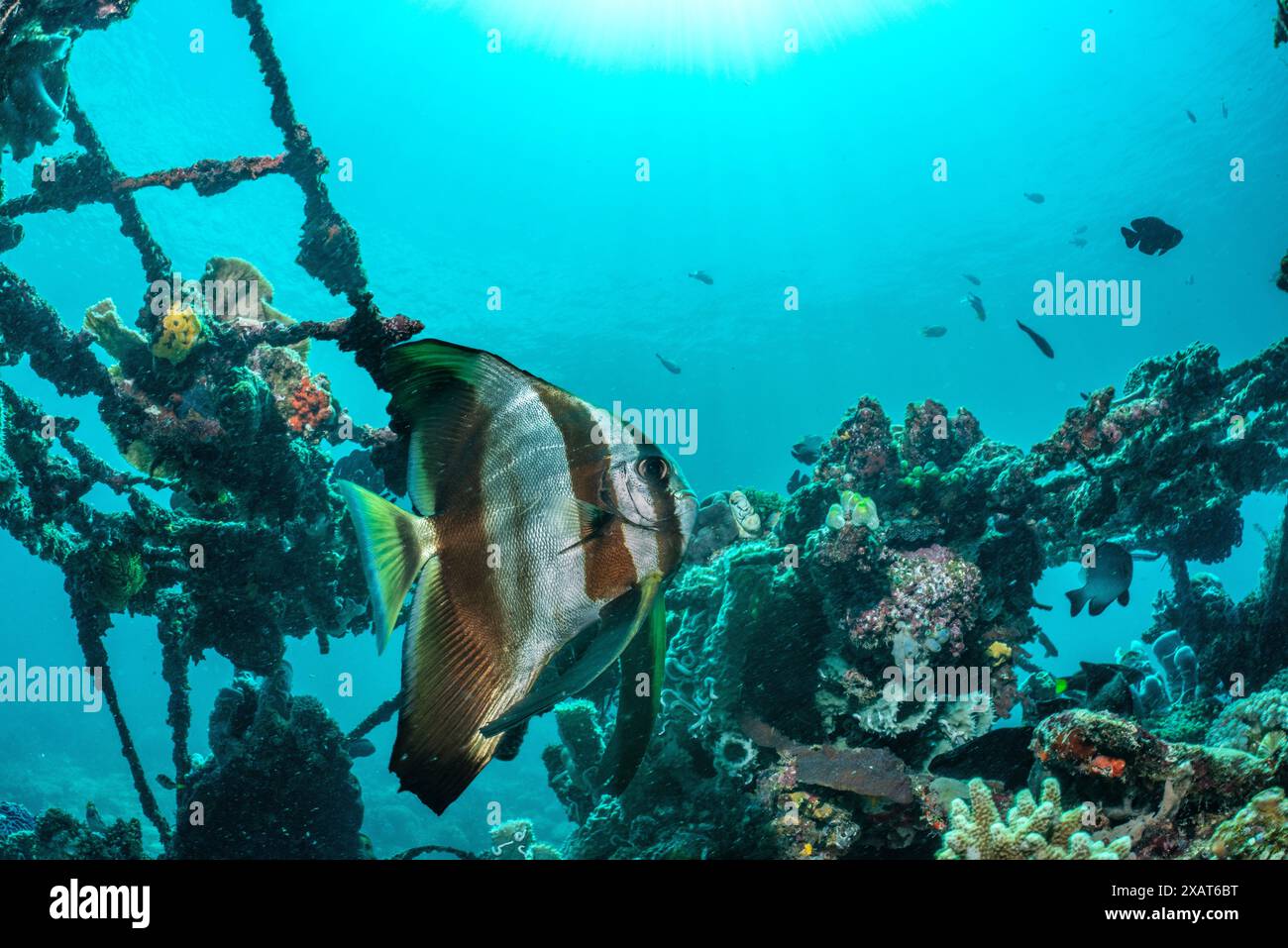 Reefscape - île de Bangka Banque D'Images