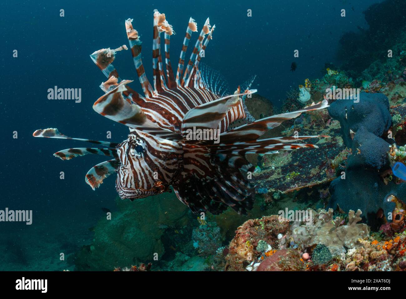 Reefscape - île de Bangka Banque D'Images