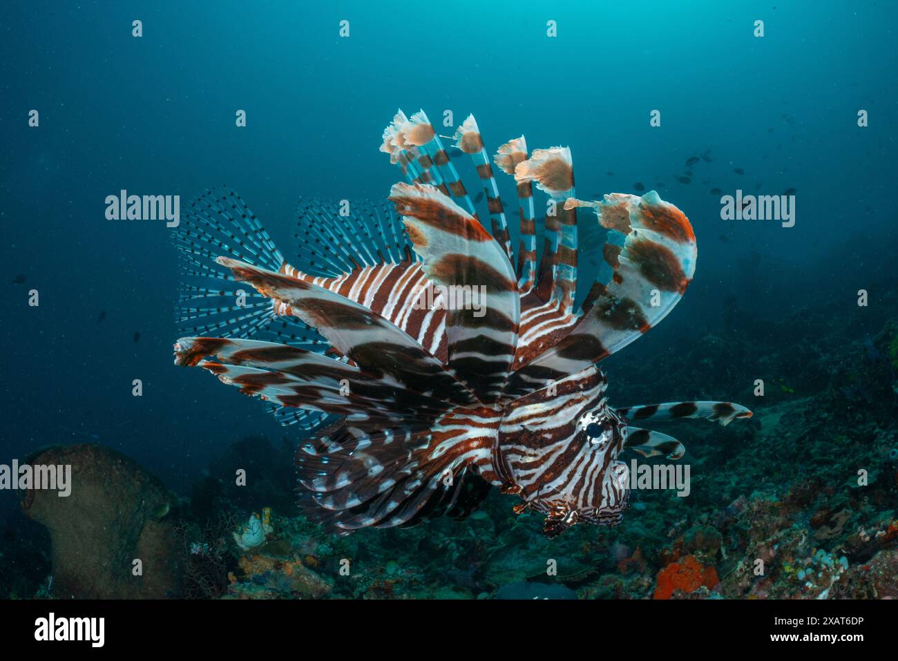 Reefscape - île de Bangka Banque D'Images