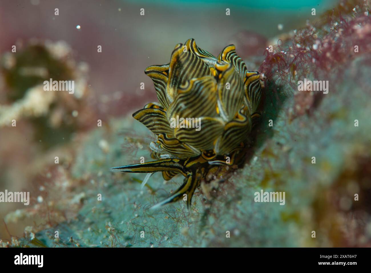 Macro Life - île de Bangka Banque D'Images