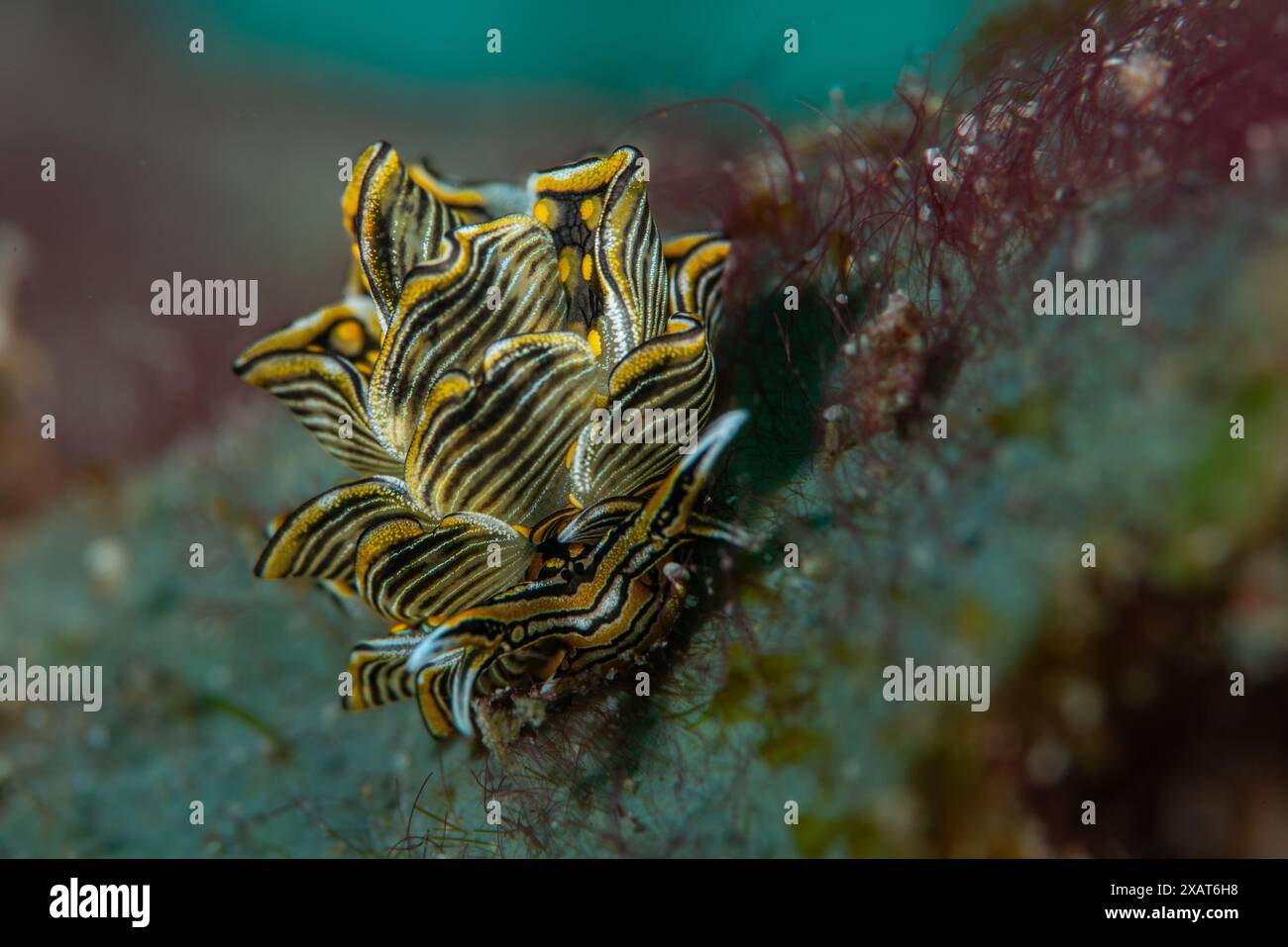 Macro Life - île de Bangka Banque D'Images