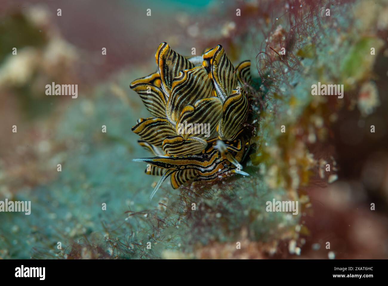 Macro Life - île de Bangka Banque D'Images