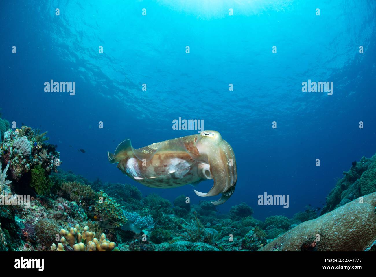 Reefscape - île de Bangka Banque D'Images