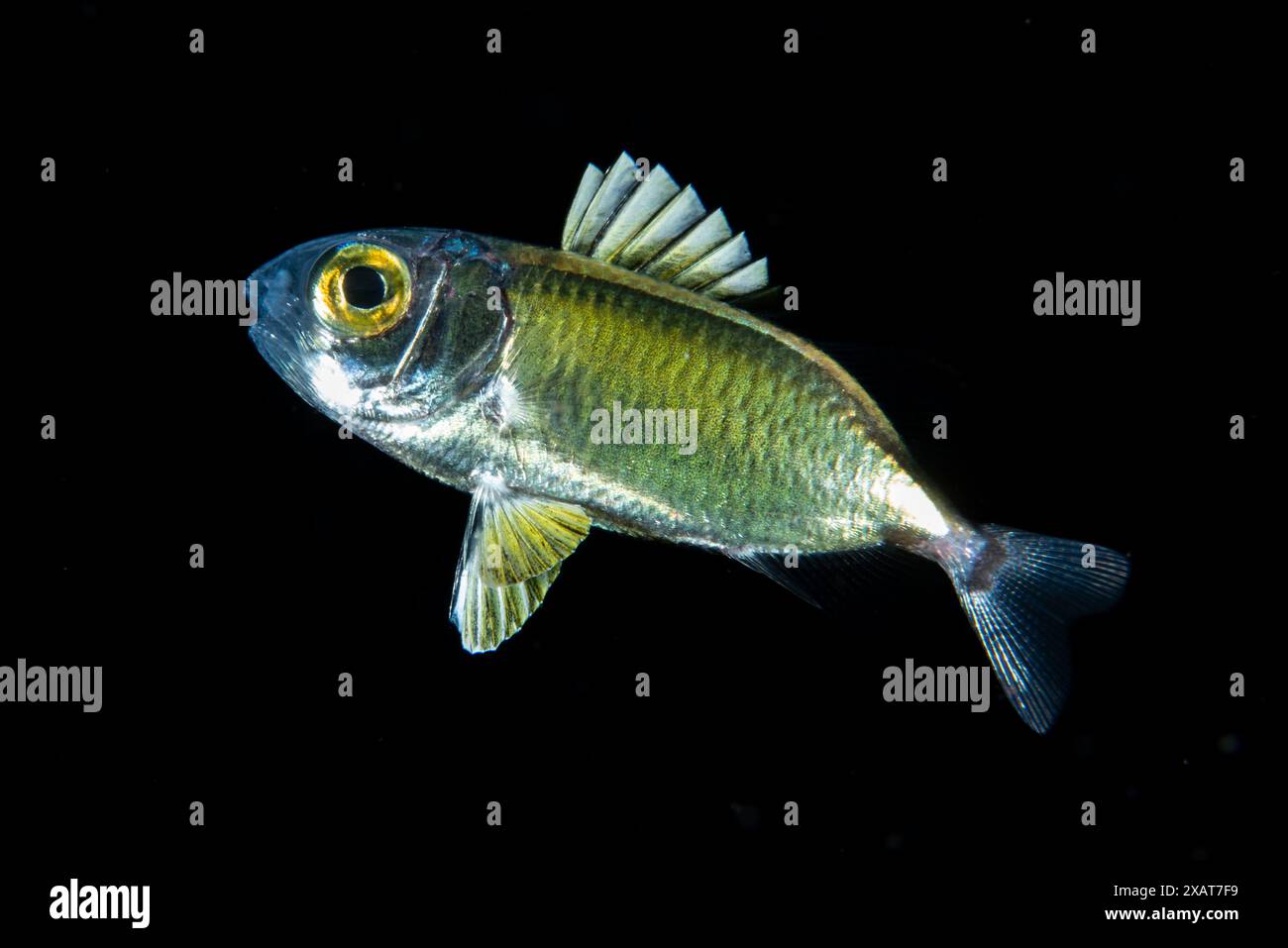 Plongée en eau noire Banque D'Images