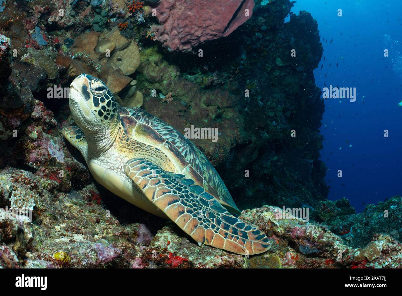 Bunaken Island - Reefscapes Banque D'Images