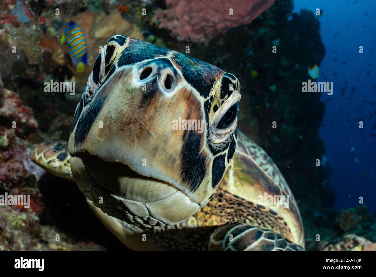 Bunaken Island - Reefscapes Banque D'Images