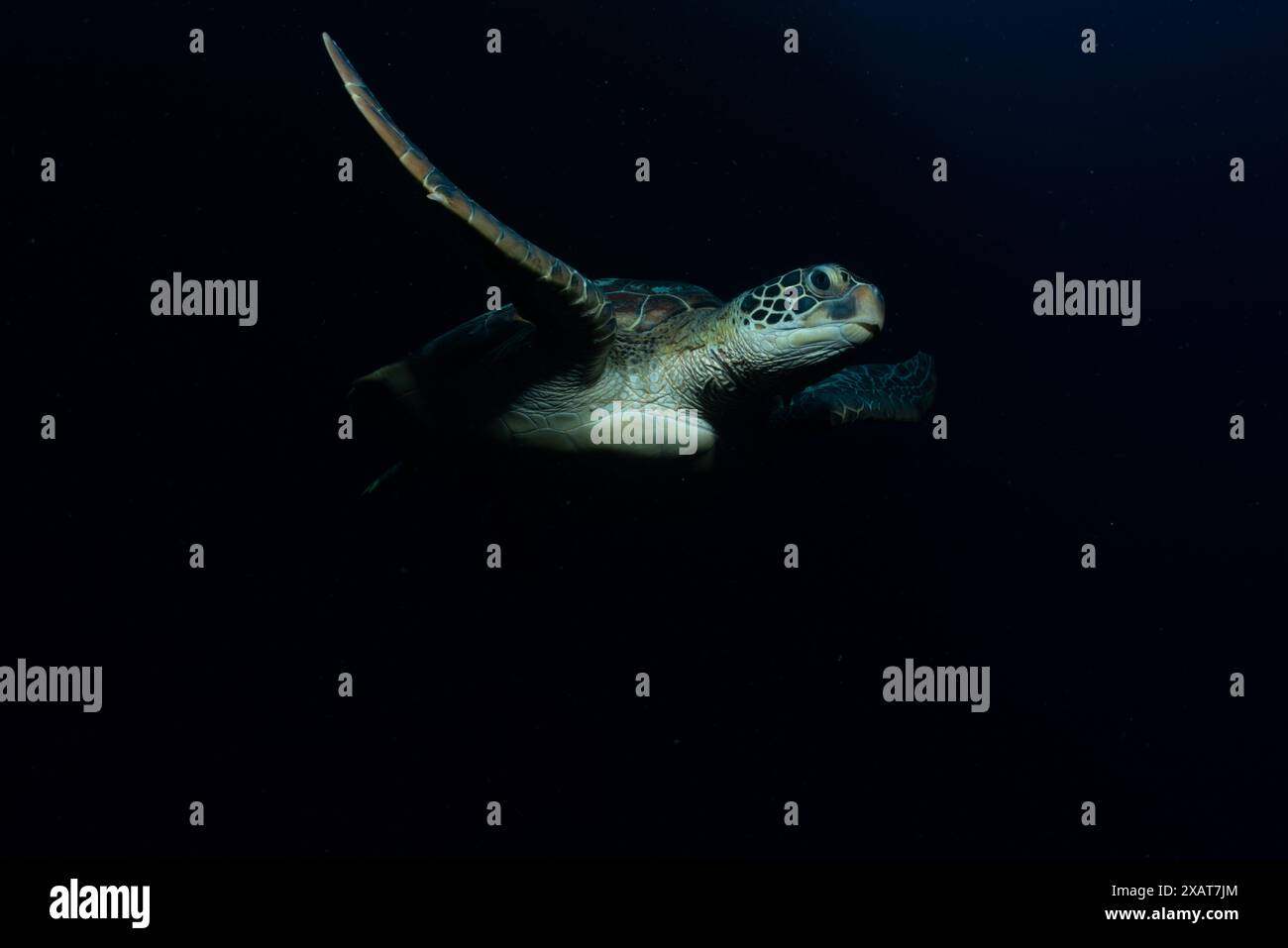 Bunaken Island - Reefscapes Banque D'Images