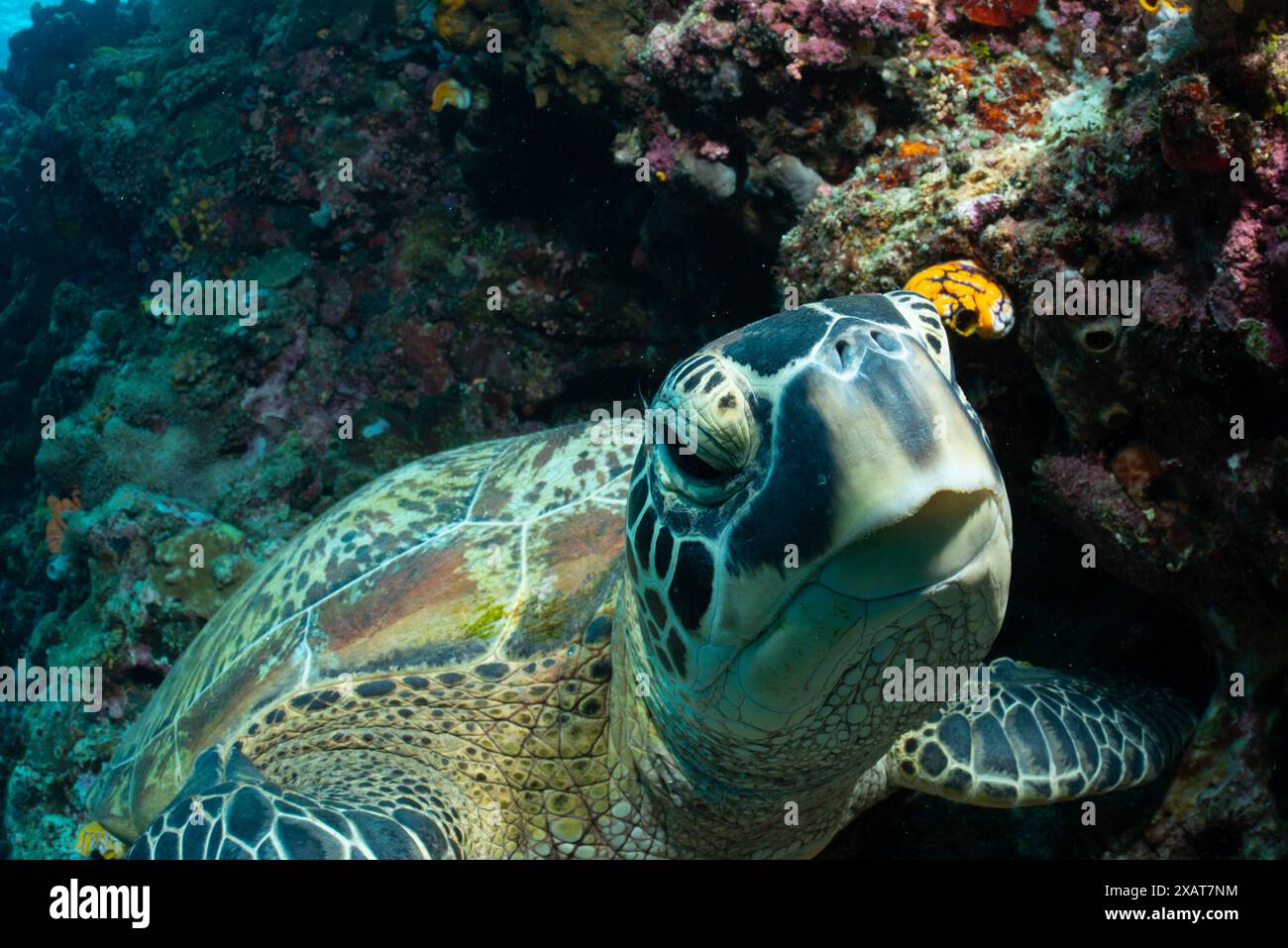 Bunaken Island - Reefscapes Banque D'Images