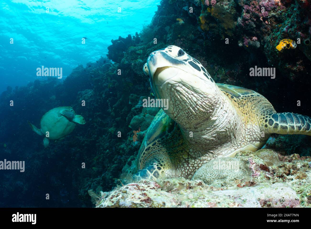 Bunaken Island - Reefscapes Banque D'Images
