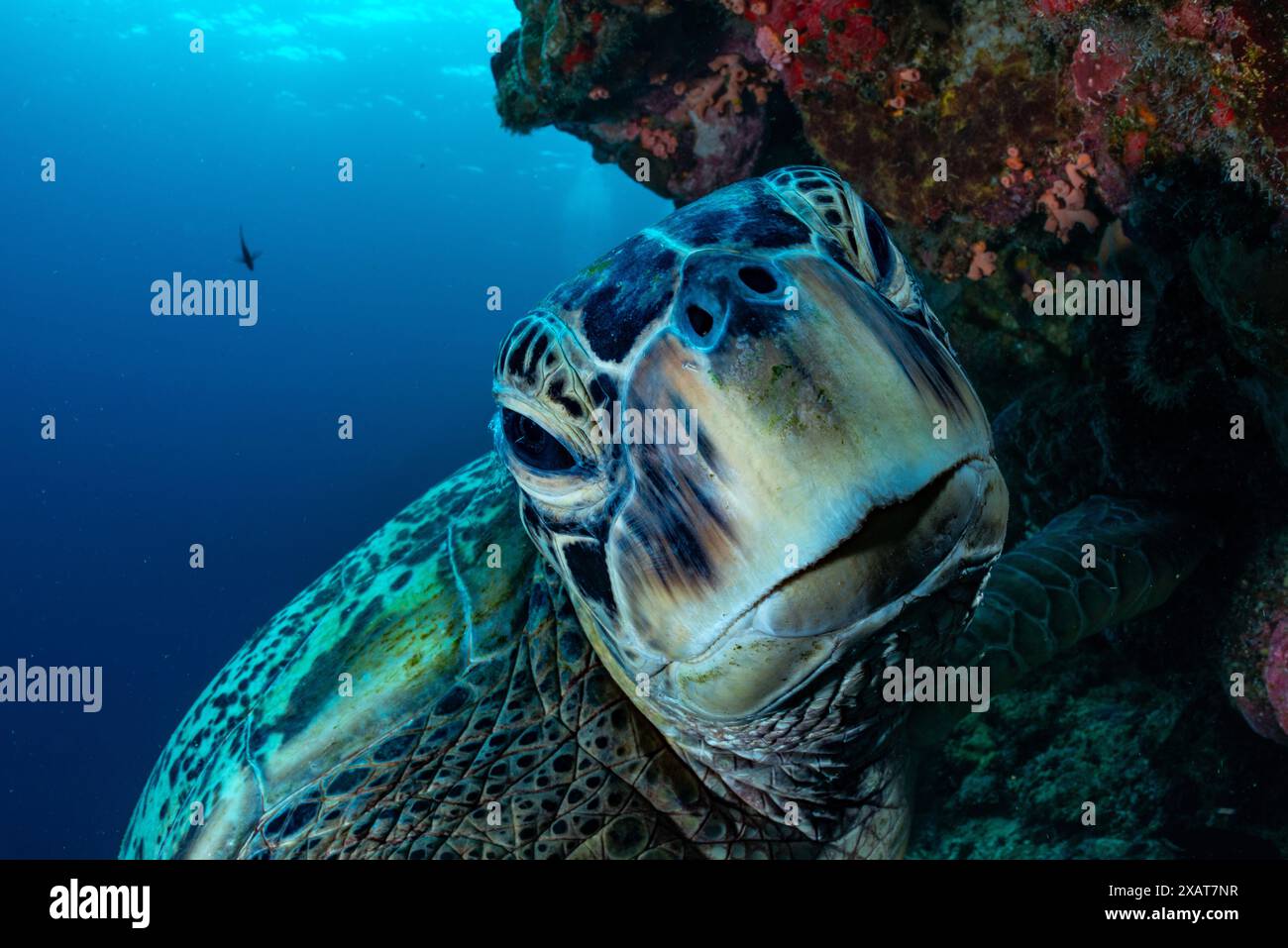 Bunaken Island - Reefscapes Banque D'Images