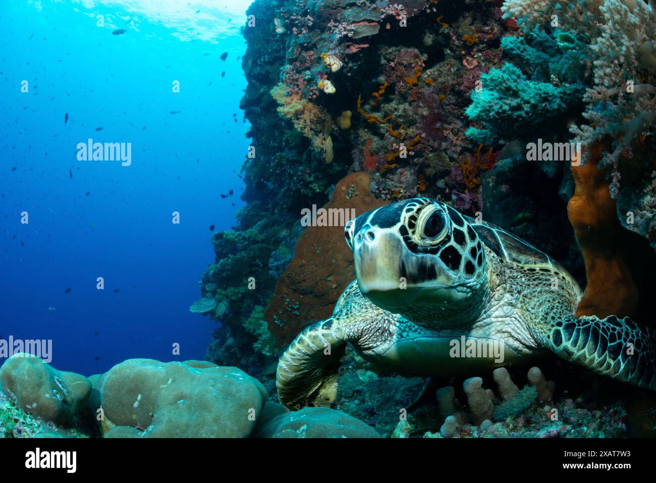 Bunaken Island - Reefscapes Banque D'Images