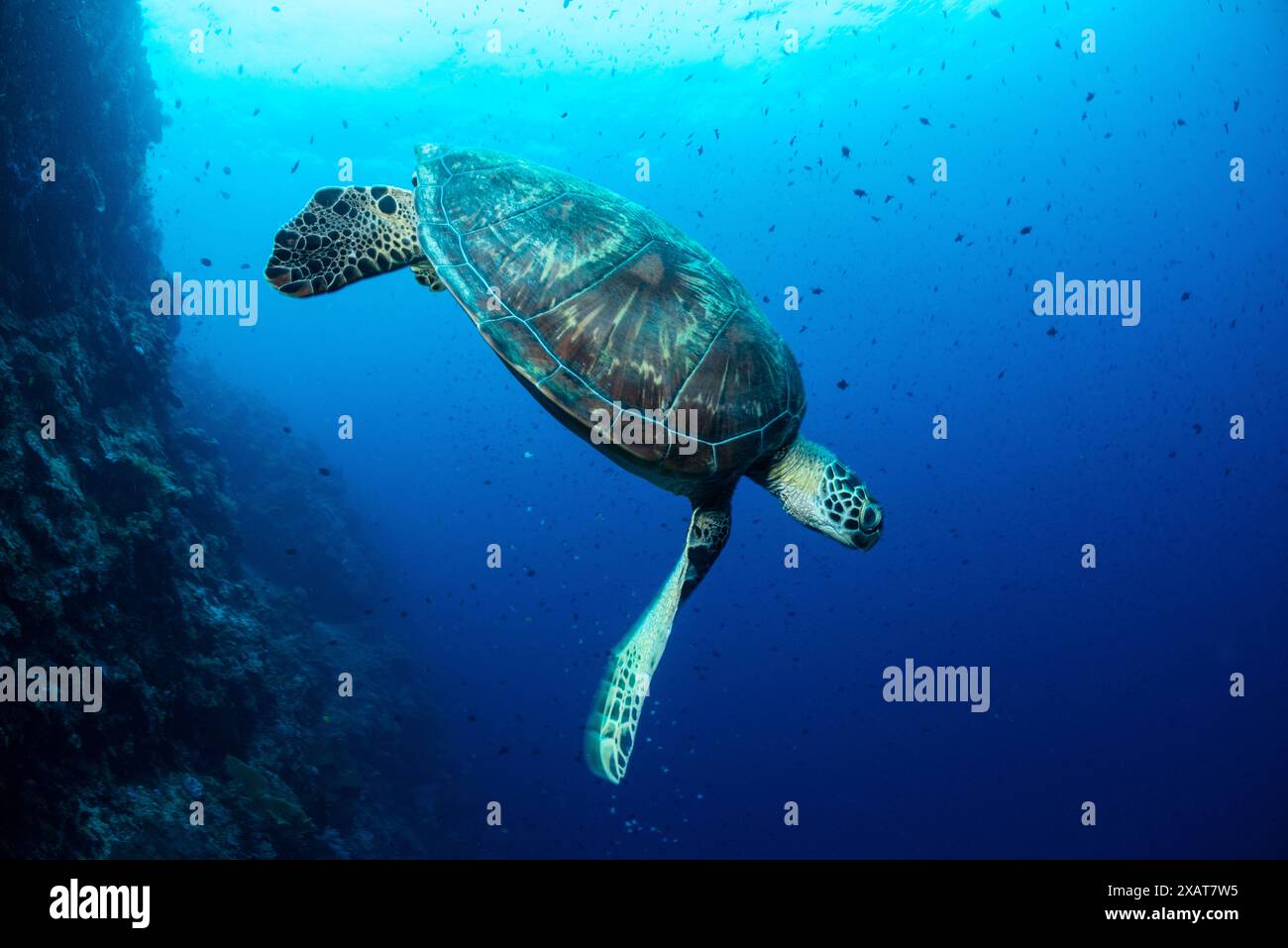 Bunaken Island - Reefscapes Banque D'Images