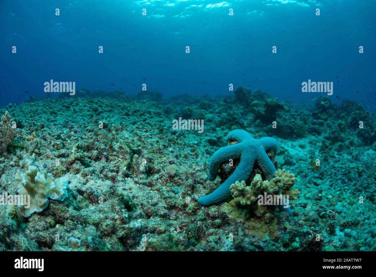 Bunaken Island - Reefscapes Banque D'Images