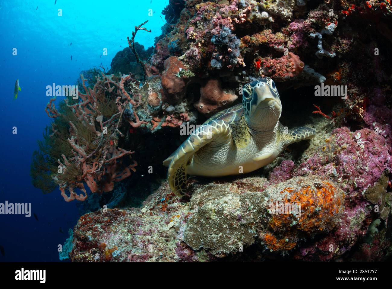 Bunaken Island - Reefscapes Banque D'Images