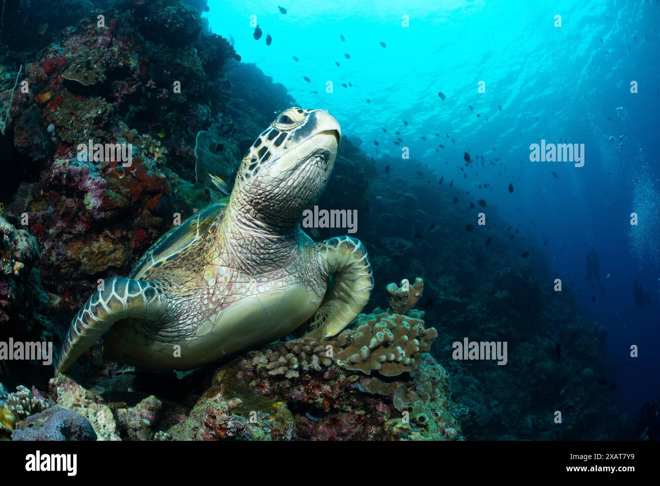 Bunaken Island - Reefscapes Banque D'Images