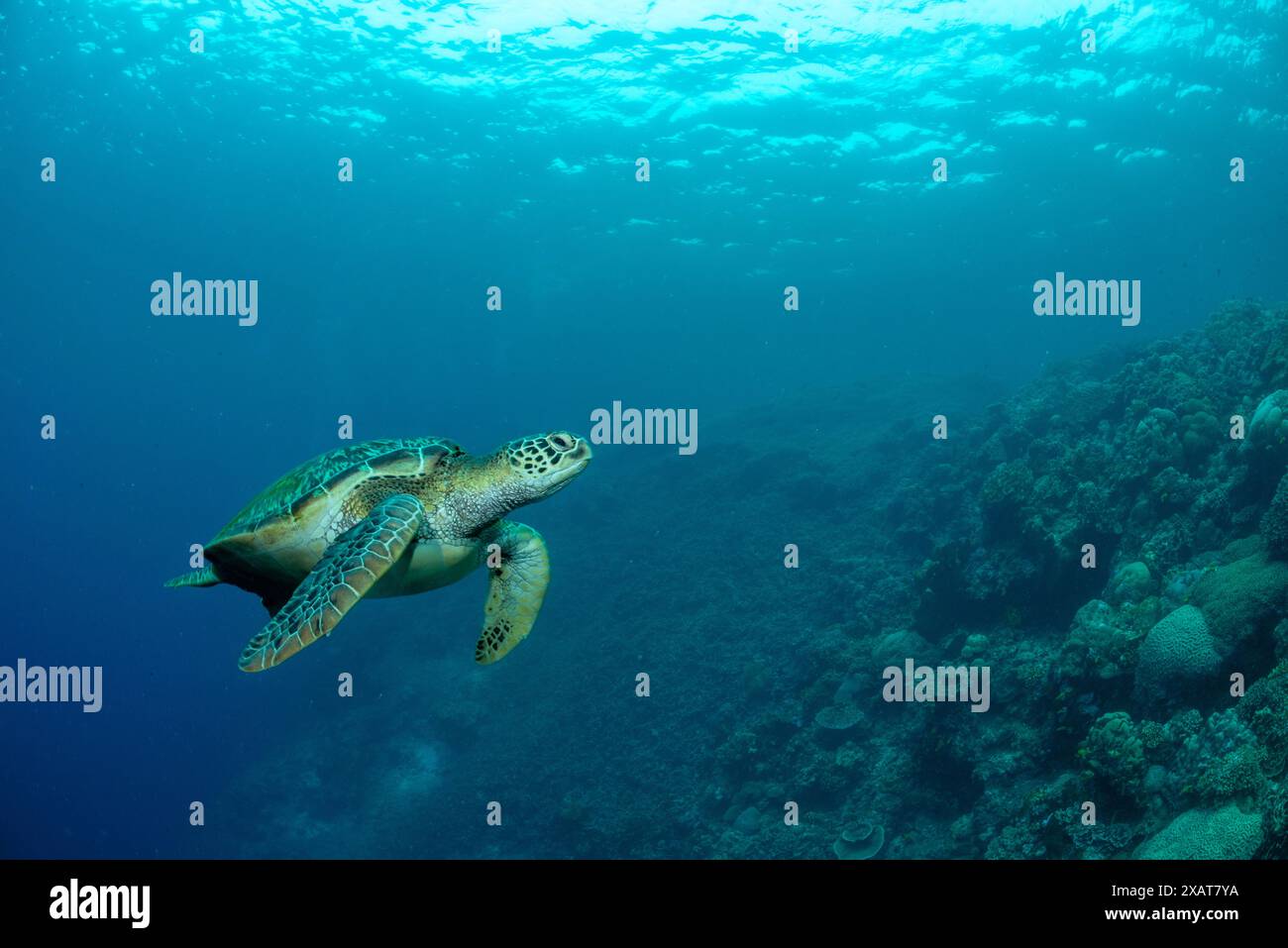 Bunaken Island - Reefscapes Banque D'Images