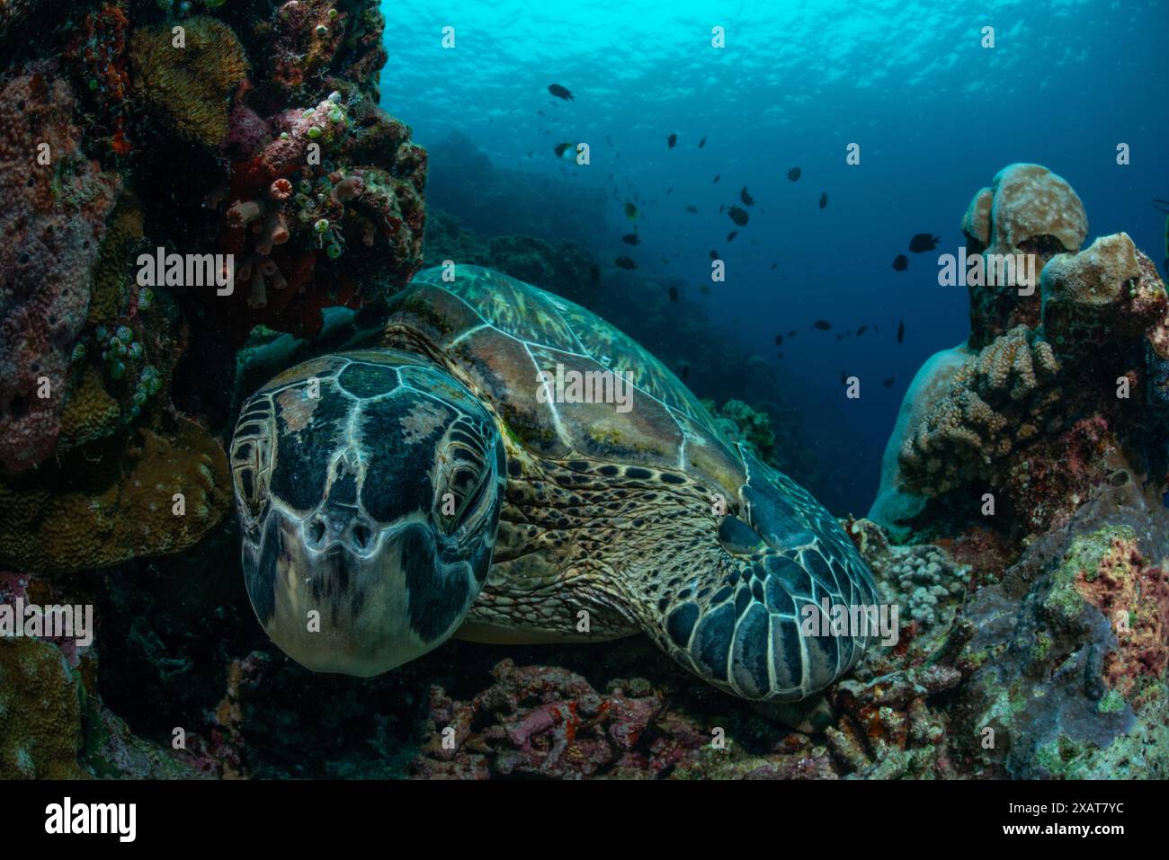Reefscape - Bunaken Island Banque D'Images