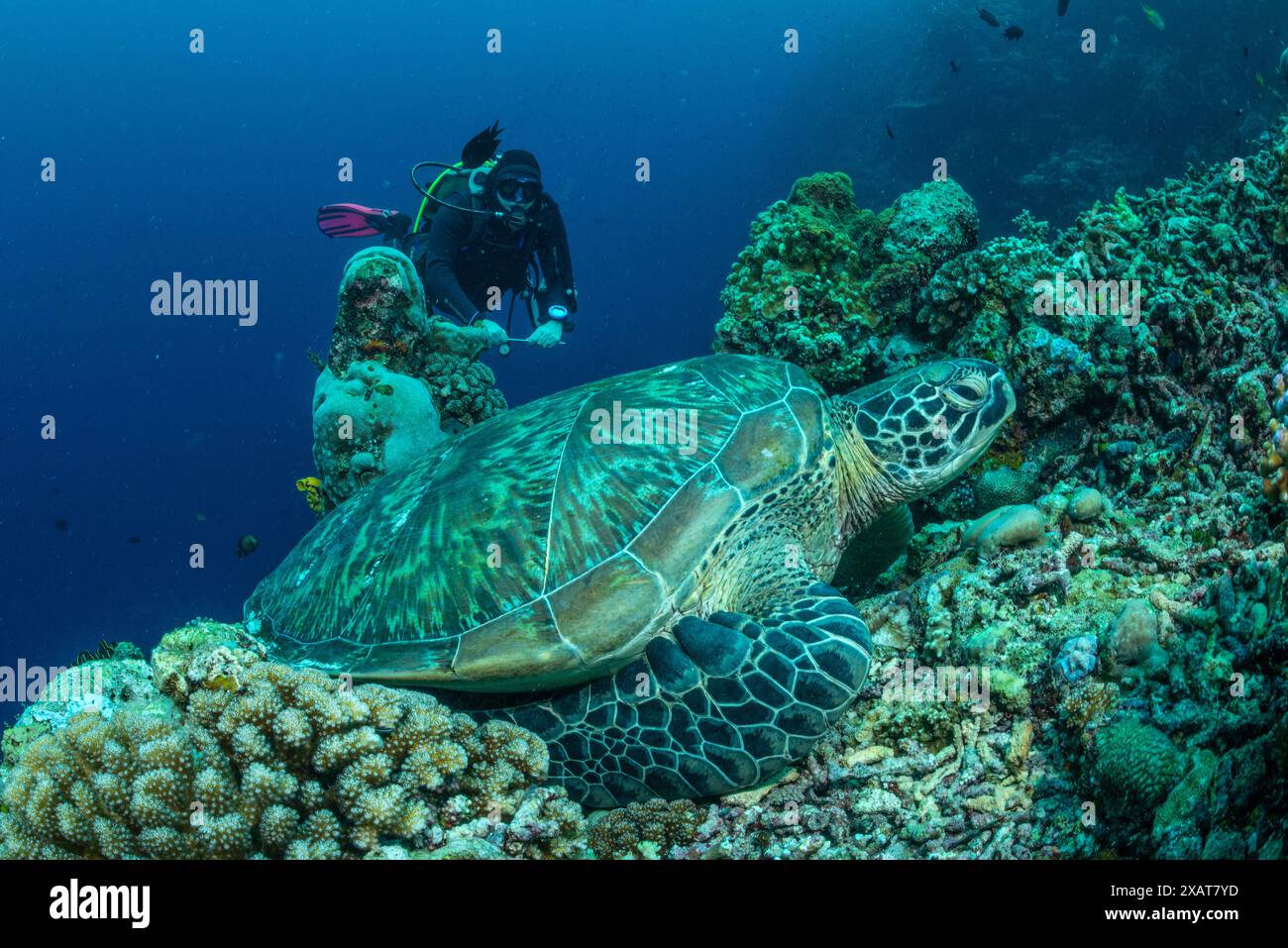 Reefscape - Bunaken Island Banque D'Images