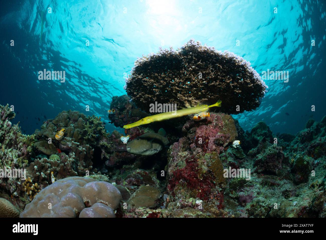Reefscape - Bunaken Island Banque D'Images