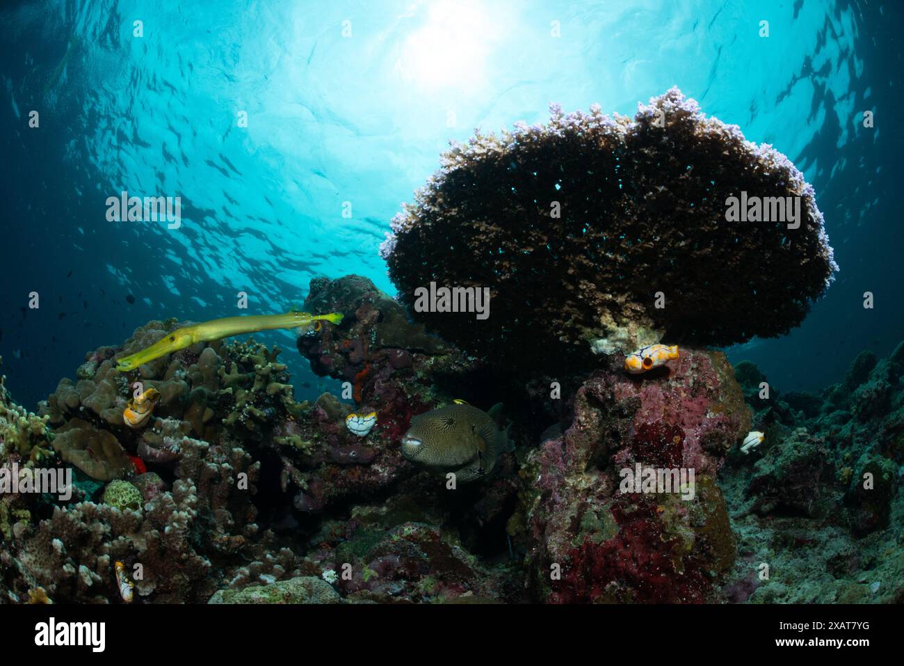Reefscape - Bunaken Island Banque D'Images