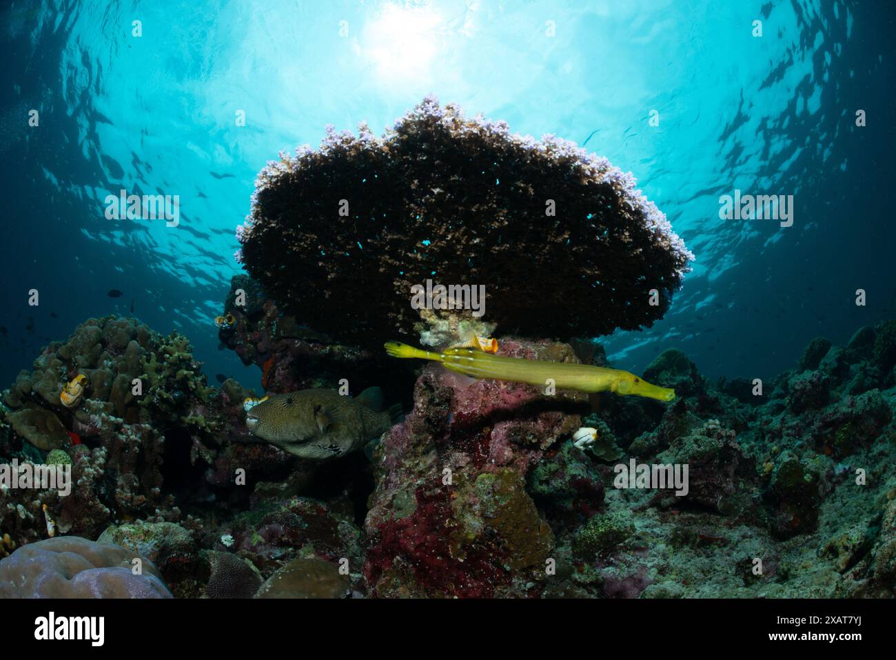 Reefscape - Bunaken Island Banque D'Images
