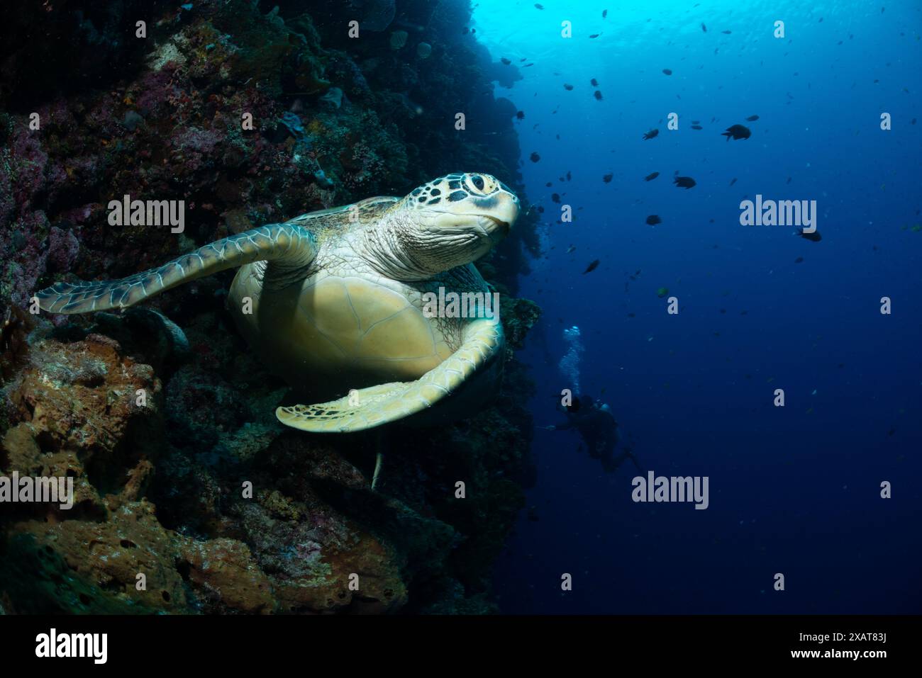 Reefscape - Bunaken Island Banque D'Images