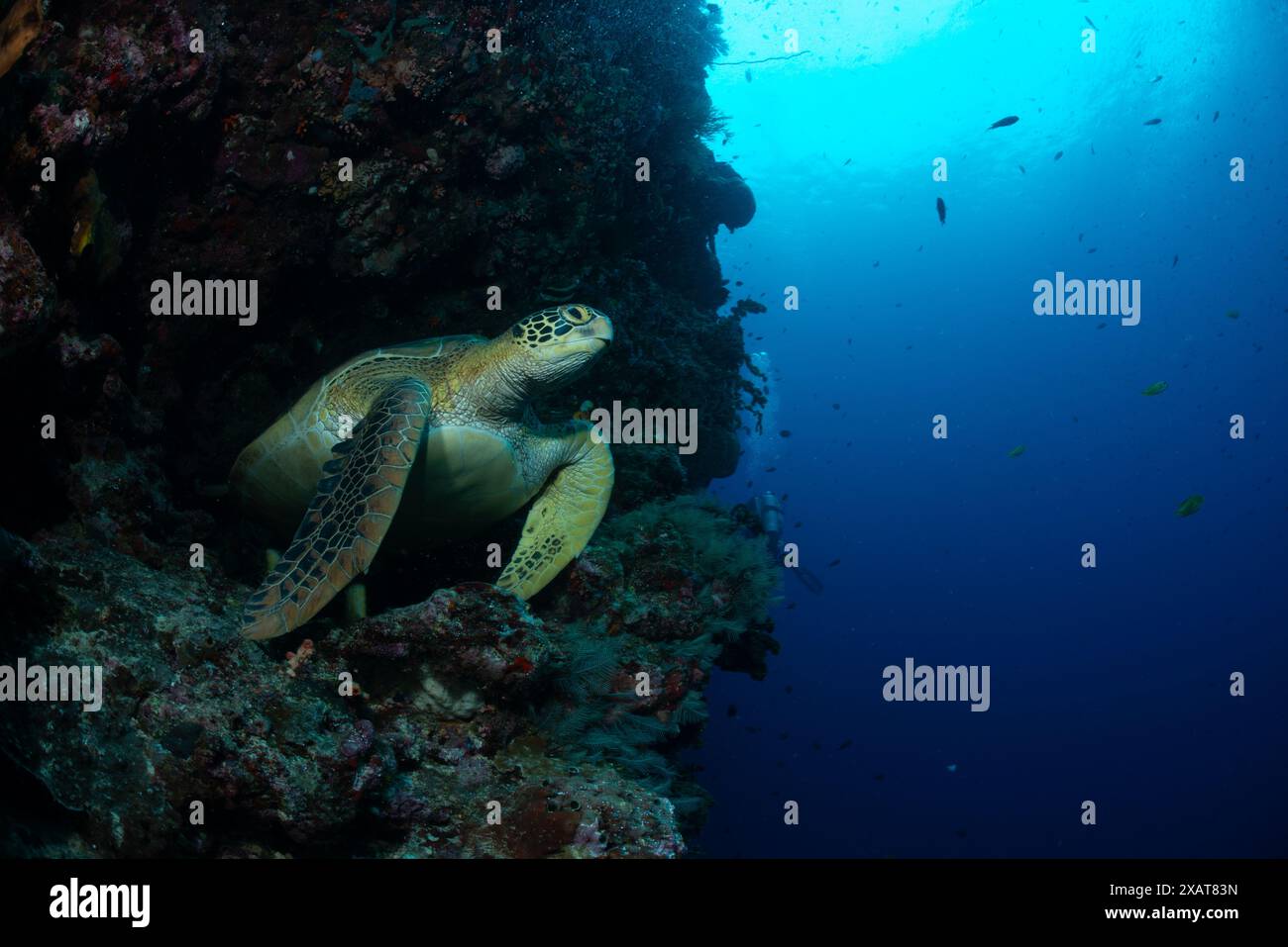 Reefscape - Bunaken Island Banque D'Images