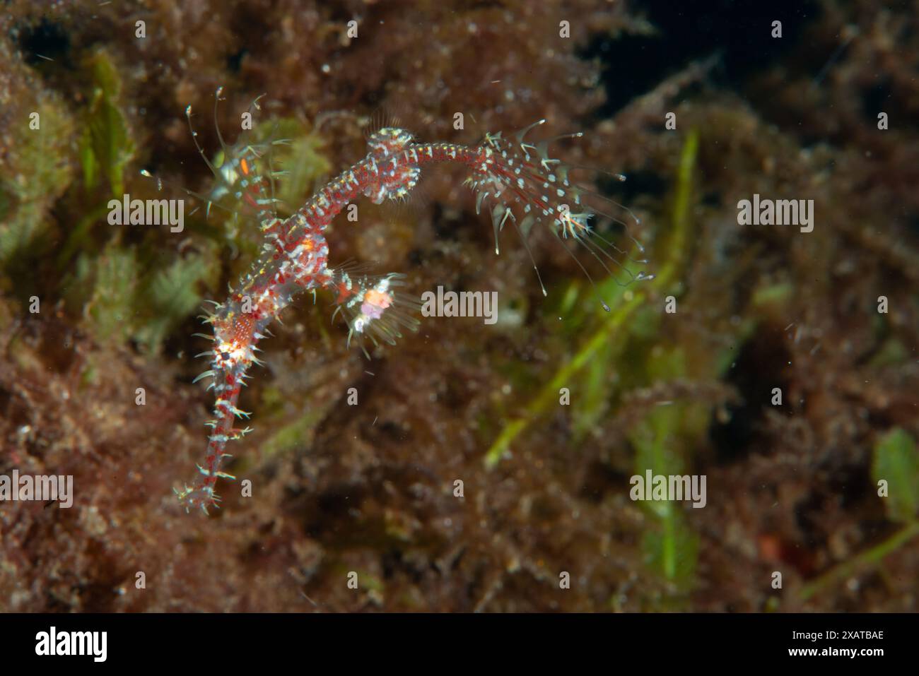 Muck Diving - Macro Life Banque D'Images
