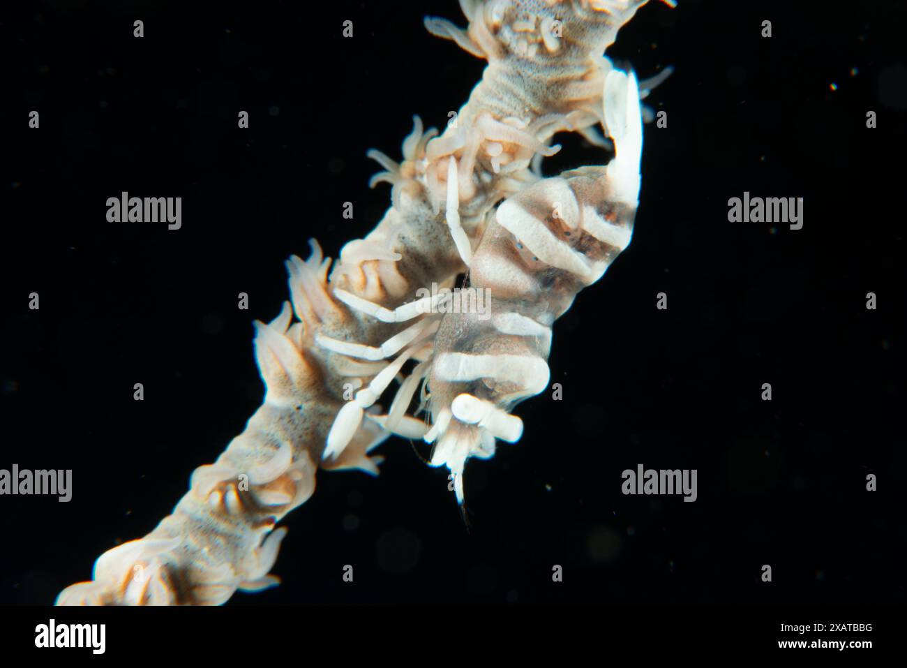 Muck Diving - Macro Life Banque D'Images