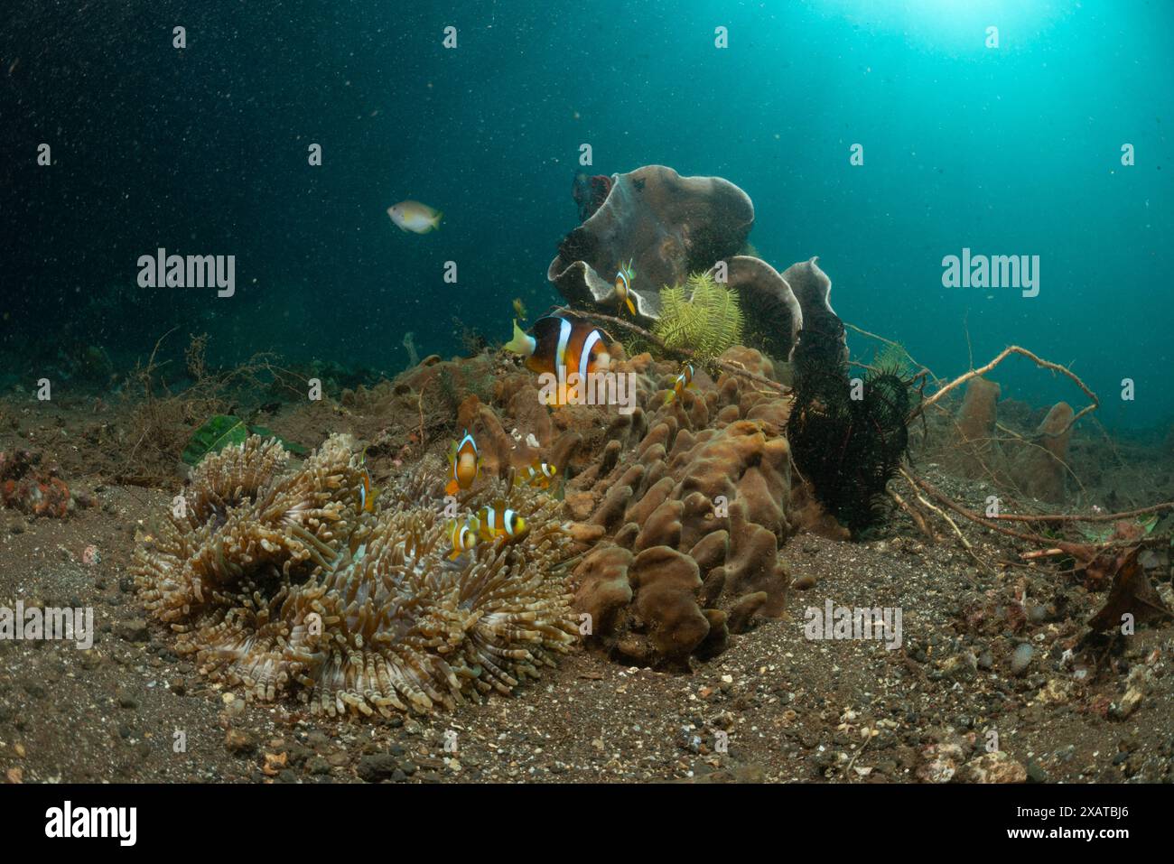 Paysages sous-marins du détroit de Lembeh Banque D'Images