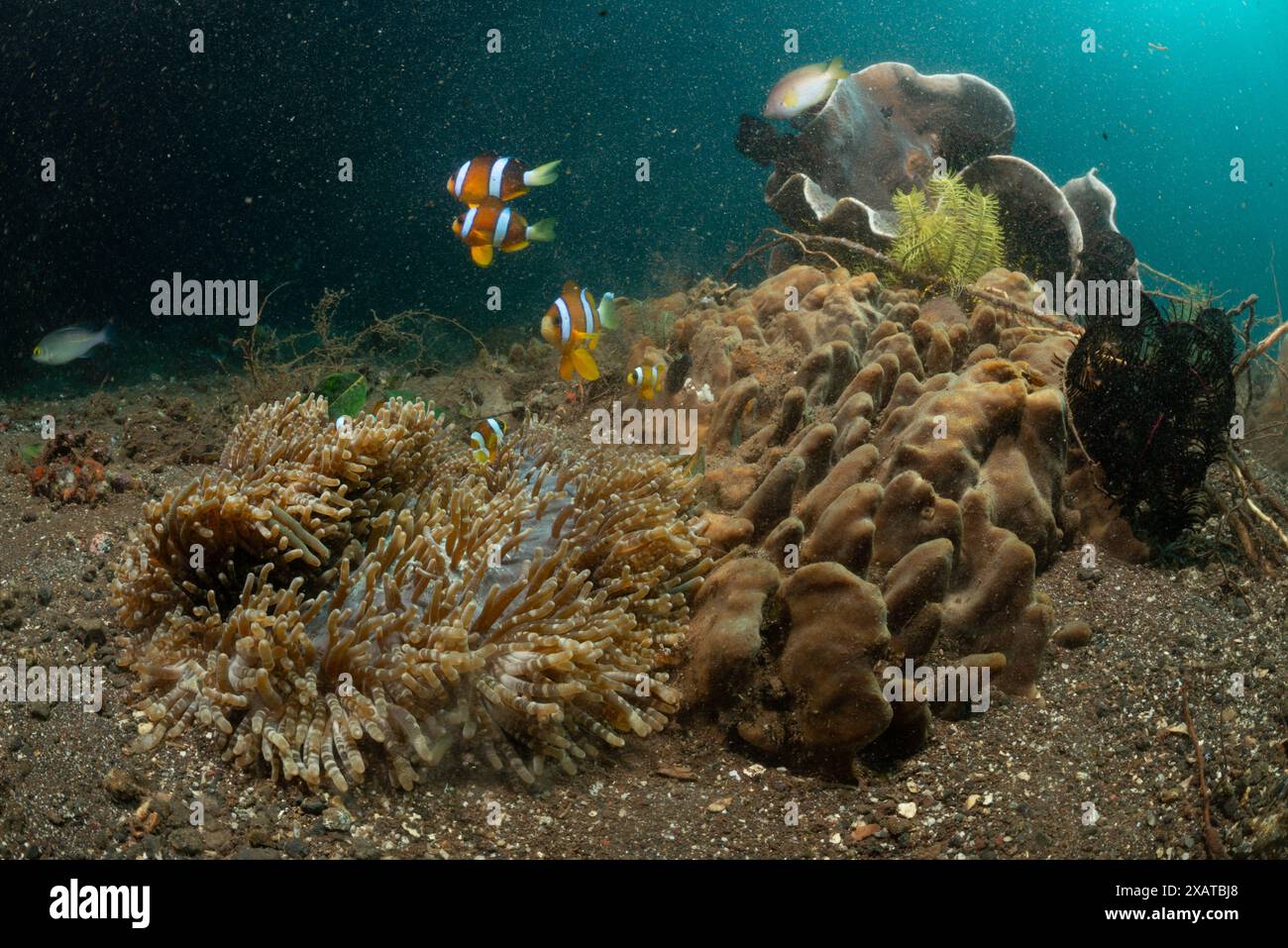 Paysages sous-marins du détroit de Lembeh Banque D'Images