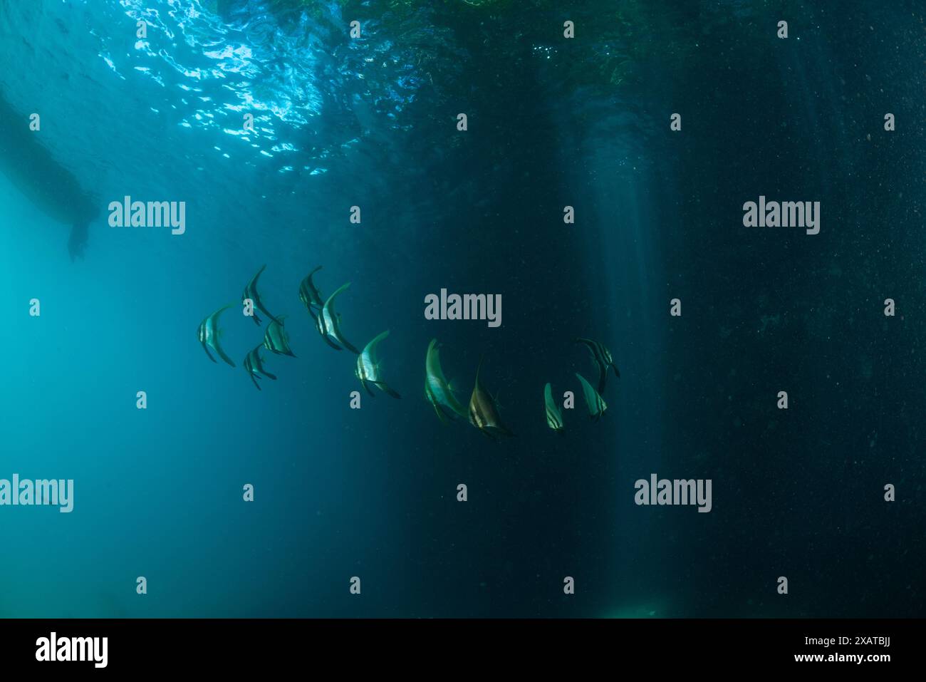 Paysages sous-marins du détroit de Lembeh Banque D'Images