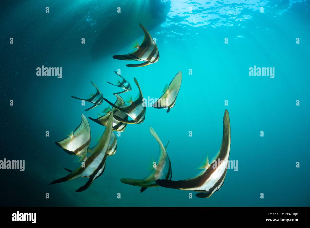 Paysages sous-marins du détroit de Lembeh Banque D'Images