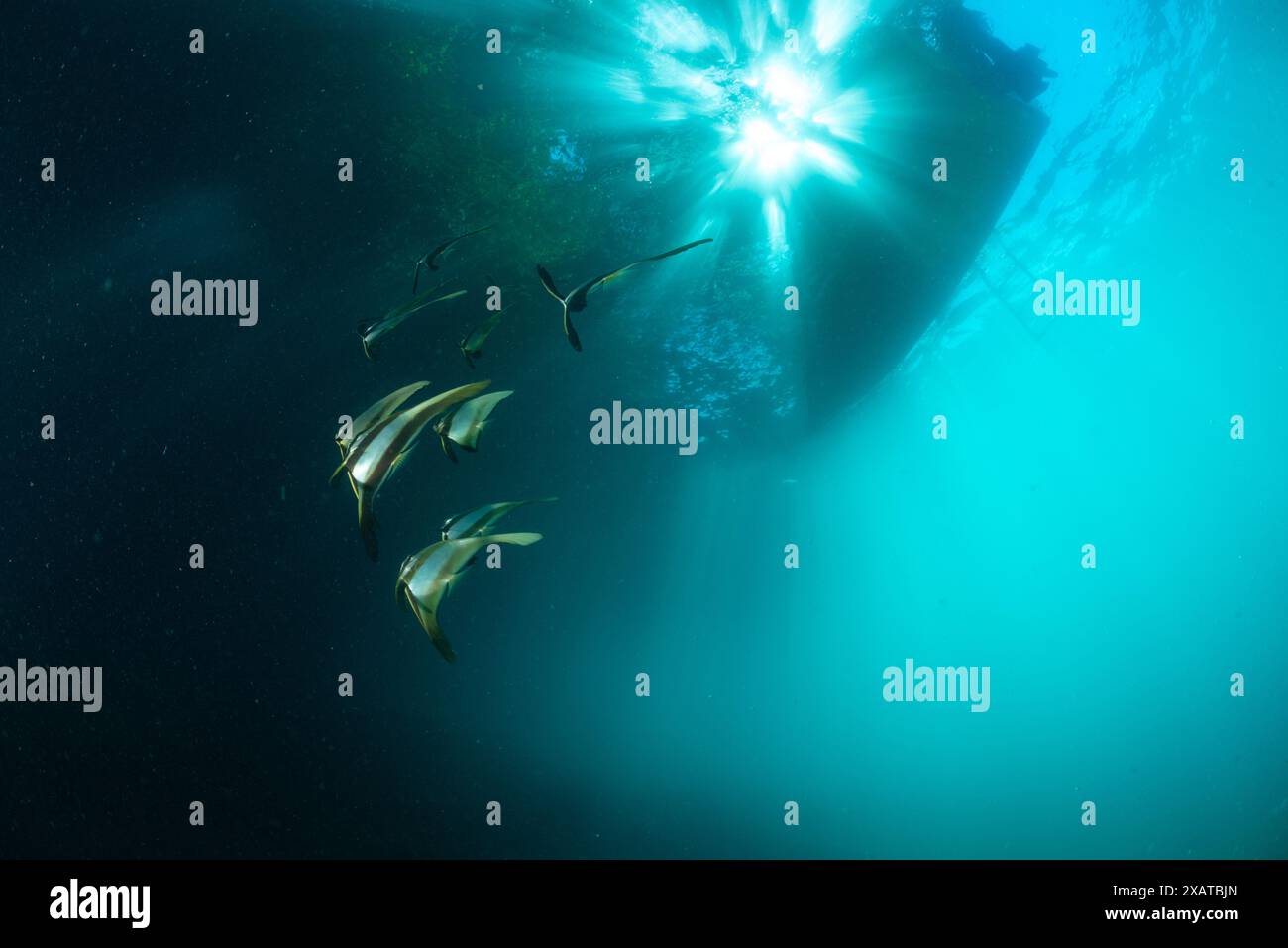 Paysages sous-marins du détroit de Lembeh Banque D'Images