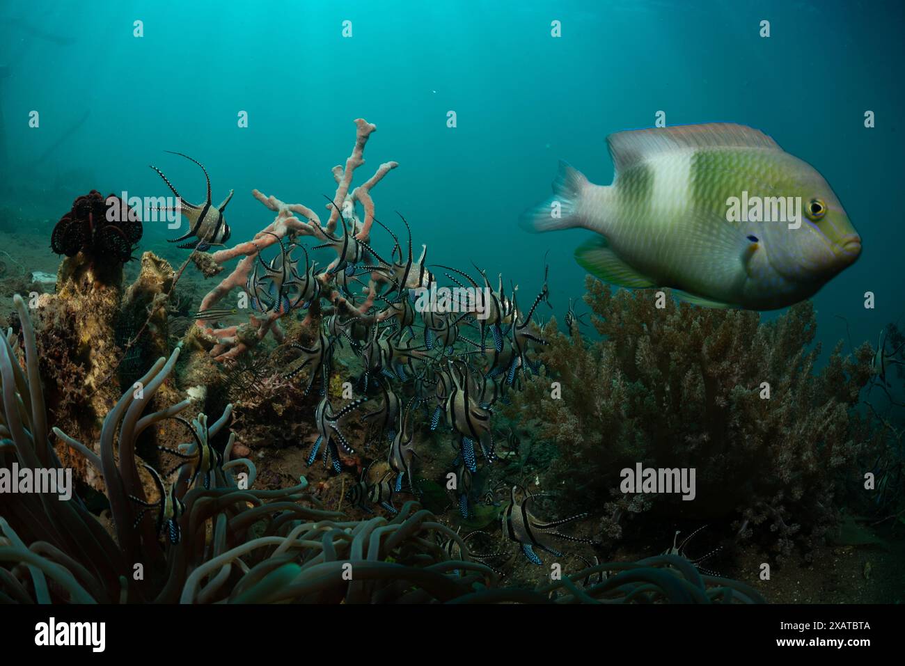 Paysages sous-marins du détroit de Lembeh Banque D'Images