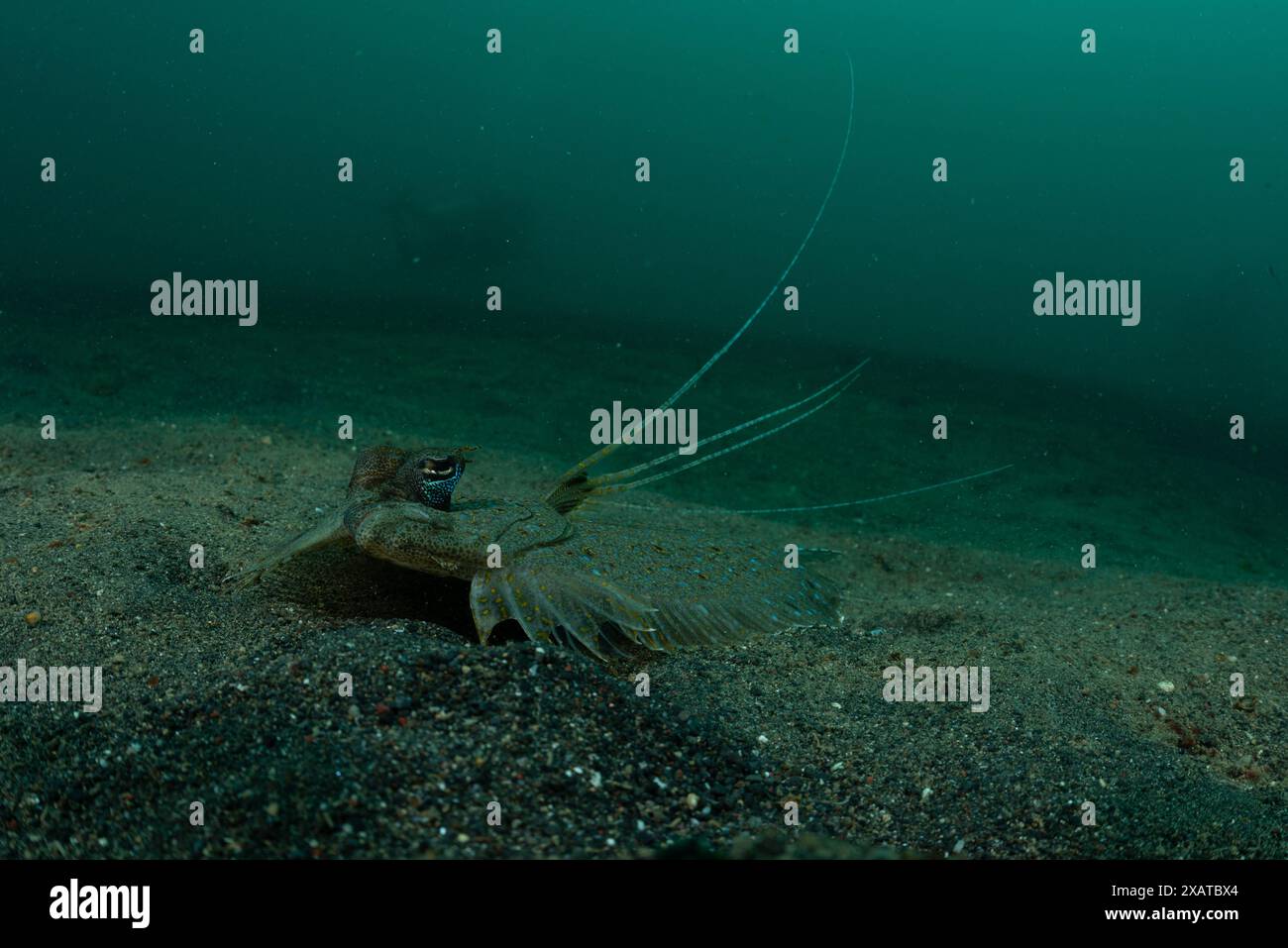 Paysages sous-marins du détroit de Lembeh Banque D'Images